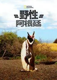 探索《国家地理 野性阿根廷》：阿根廷壮丽野生景观与动物生存传奇的视觉奇观